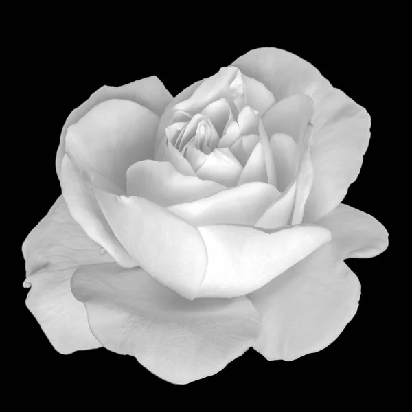 Jasny Monochromatyczny Sztuki Martwa Natura Kwiat Kwiatowy Makro Obraz Pojedynczy — Zdjęcie stockowe
