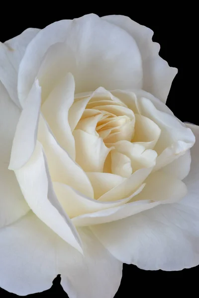 Élénk Színű Képzőművészeti Csendélet Virágos Makró Virág Képe Egy Egyetlen — Stock Fotó