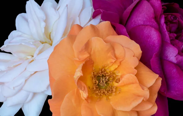 Floral color still life fine art macro flower image of a bouquet of three blooming red,yellow,white rose blossoms with detailed texture on black background