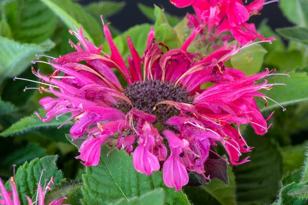 Macro Cor Natural Uma Única Flor Vermelha Escarlate Monarda Didyma — Fotografia de Stock