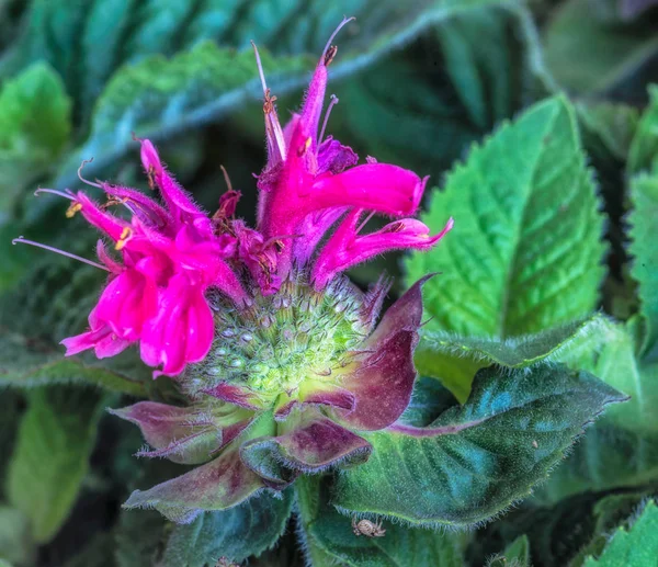 Fine art surrealistic color macro of a single red pink yellow green blossom of a monarda didyma/crimson beebalm/scarlet beebalm/scarlet monarda/ oswego tea/bergamot with a small spider on a leaf