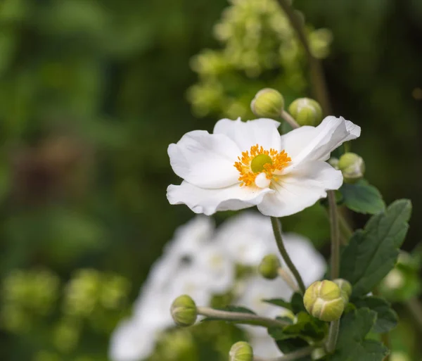 Цветы Открытом Воздухе Цветущее Белое Цветущее Цветение Осеннего Анемона Бутонами — стоковое фото