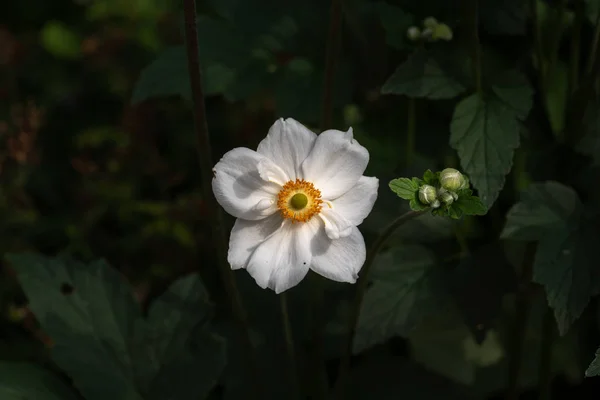 Color Outdoor Floral Image Blooming White Autumn Anemone Blossom Buds — Stock Photo, Image