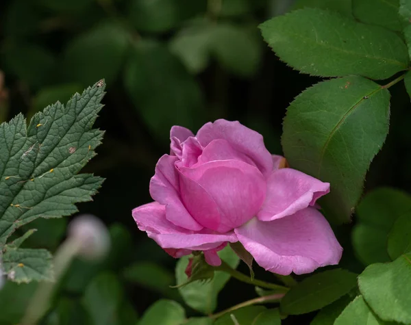 Außenfarbe Blume Frontansicht Makrofoto Einer Jungen Blühenden Rosa Rosenblüte Mit — Stockfoto