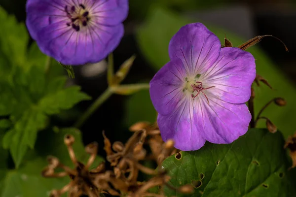 Tek Bir Renk Açık Çiçek Görüntüsünü Izole Geniş Açık Pembe — Stok fotoğraf