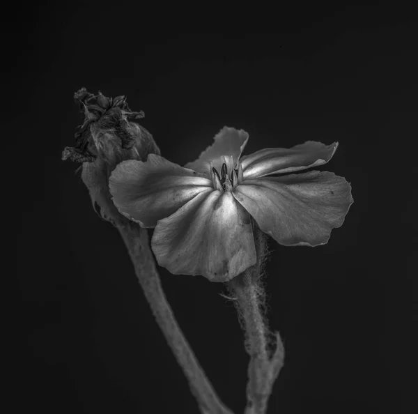 Fine art still life low key monochrome black and white  macro of a blooming crown campion and a bud with stem on black background in vintage painting style
