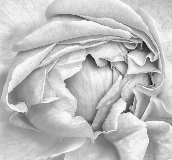 Fine Art Still Life Monochrome Black White Flower Top View — Stock Photo, Image