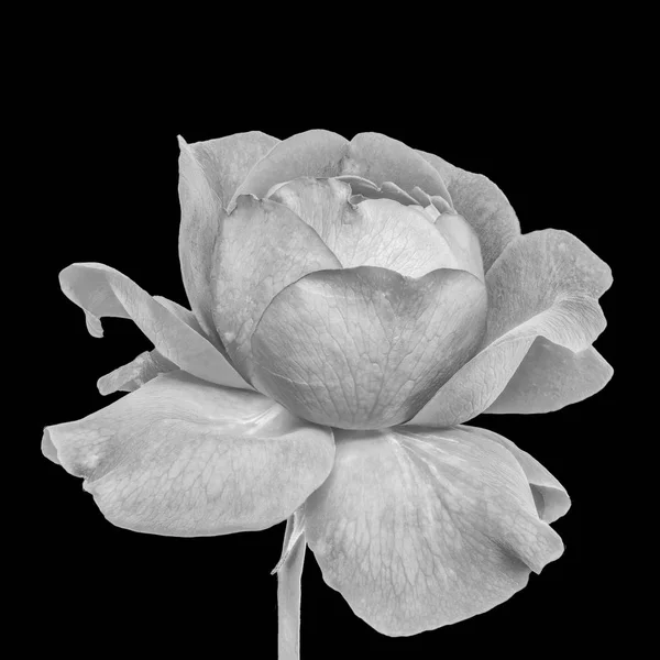 Fine Art Stillleben Monochrom Schwarz Weiß Blume Makro Einer Einzigen — Stockfoto