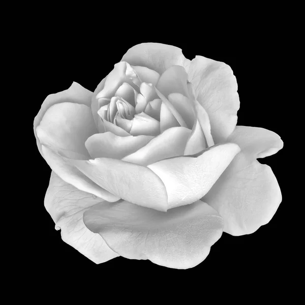 黒い背景に詳細なテクスチャを開いてバラ花の白黒白黒美術静物花正面マクロ写真 — ストック写真
