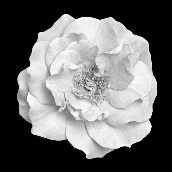 Képzőművészeti Csendélet Fekete Fehér Fekete Fehér Felülnézet Makró Virág Képe — Stock Fotó