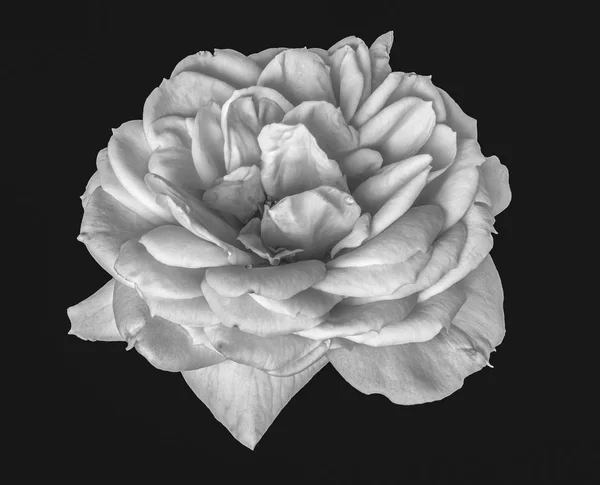 Monochroom Zwart Wit Kunst Stilleven Floral Macro Bloem Foto Van — Stockfoto