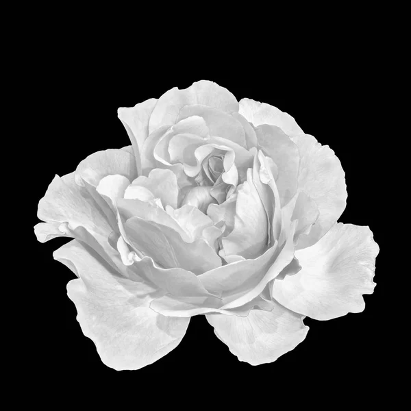 Monochrome Noir Blanc Fine Art Nature Morte Floral Macro Fleur — Photo