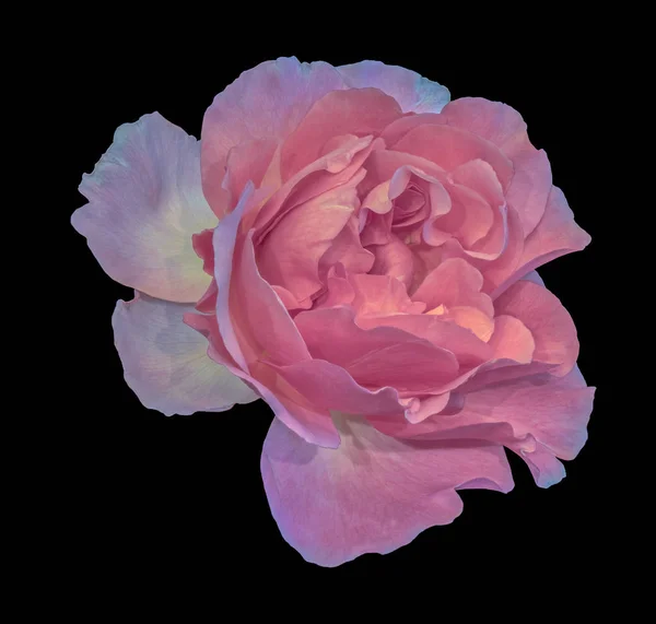 Пастельний Колір Образотворчого Мистецтва Натюрморт Квітковий Макро Квітковий Образ Одного — стокове фото