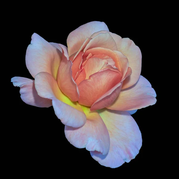 Pastel Cor Multa Arte Ainda Vida Brilhante Floral Macro Flor — Fotografia de Stock