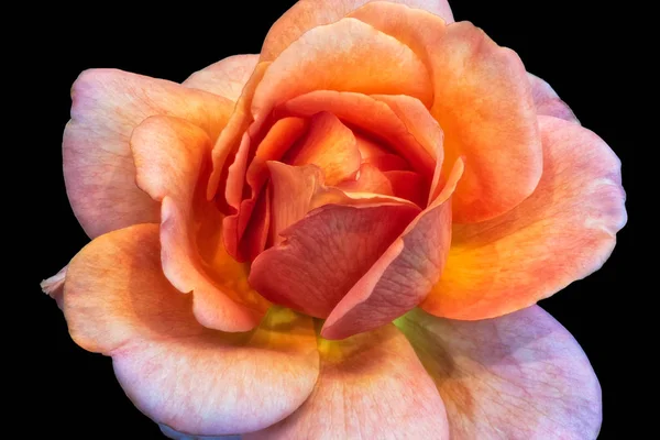 Bellas Artes Coloridas Bodegón Brillante Floral Macro Flor Imagen Una — Foto de Stock