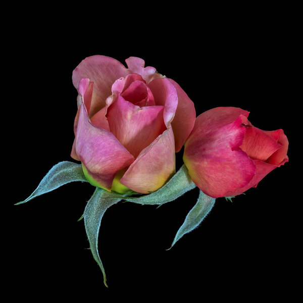 Colorful fine art still life bright floral macro of a pair of isolated red pink rose blossoms with green leaves black background,detailed texture,vintage painting style