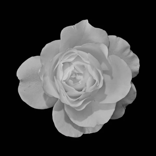 Beaux Arts Nature Morte Monochrome Noir Blanc Fleur Vue Dessus — Photo