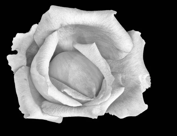 Monocromático Preto Branco Multa Arte Ainda Vida Macro Flor Imagem — Fotografia de Stock