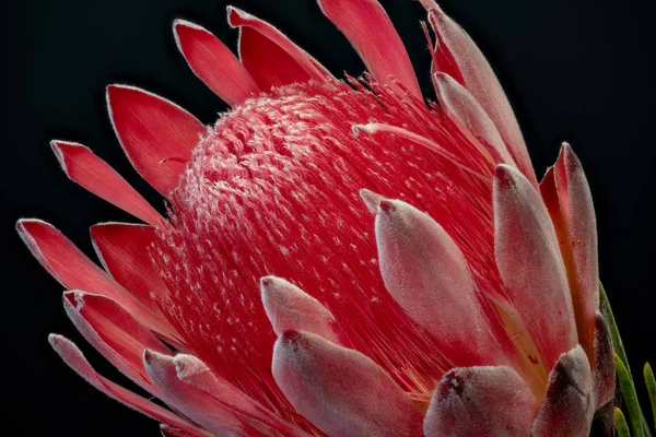 Macro Vintage Fiore Protea Incandescente Rosso Sfondo Nero Bella Natura — Foto Stock