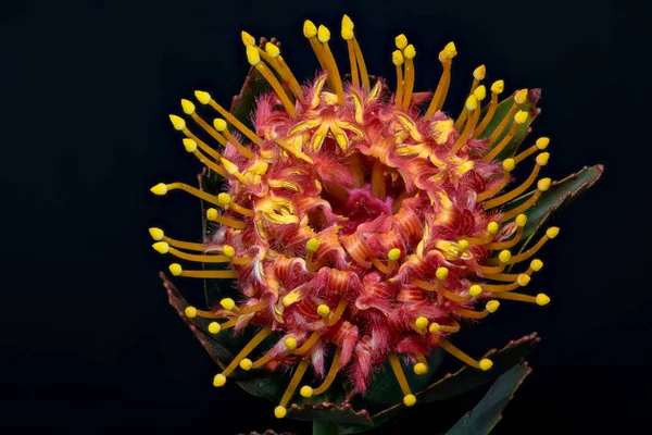 Bella Natura Morta Natura Floreale Macro Singolo Isolato Rosso Giallo — Foto Stock