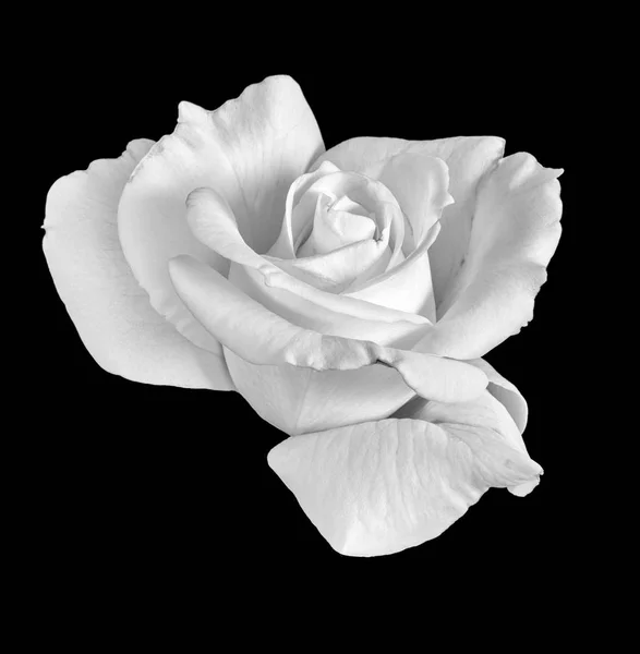 Beaux Arts Nature Morte Monochrome Noir Blanc Fleur Macro Photo — Photo