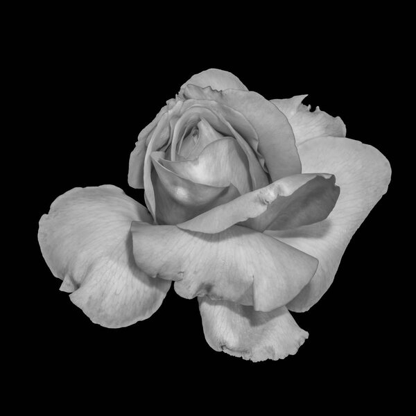 Monochrome black and white fine art still life macro flower image of a single isolated rose blossom on black background with detailed texture