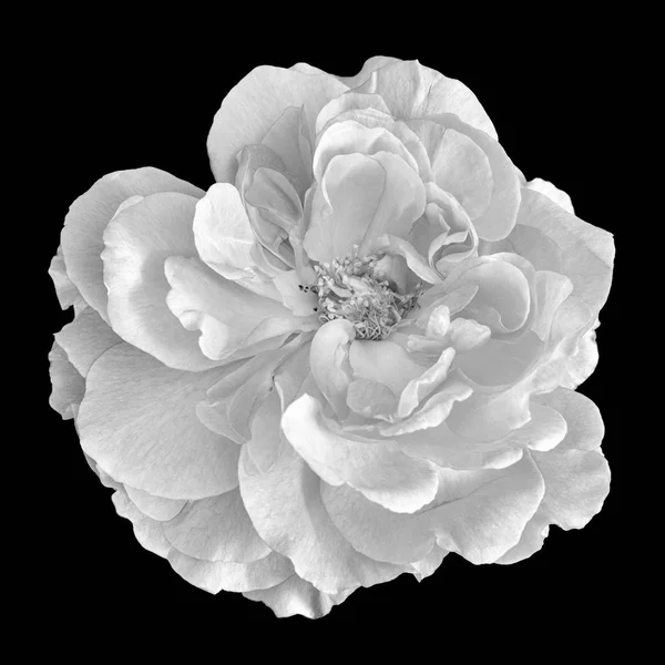 Fekete Fehér Fekete Fehér Képzőművészeti Csendélet Világos Virágos Makró Virág — Stock Fotó