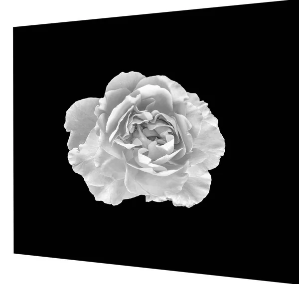 Monochrome Noir Blanc Fine Art Nature Morte Floral Macro Fleur — Photo