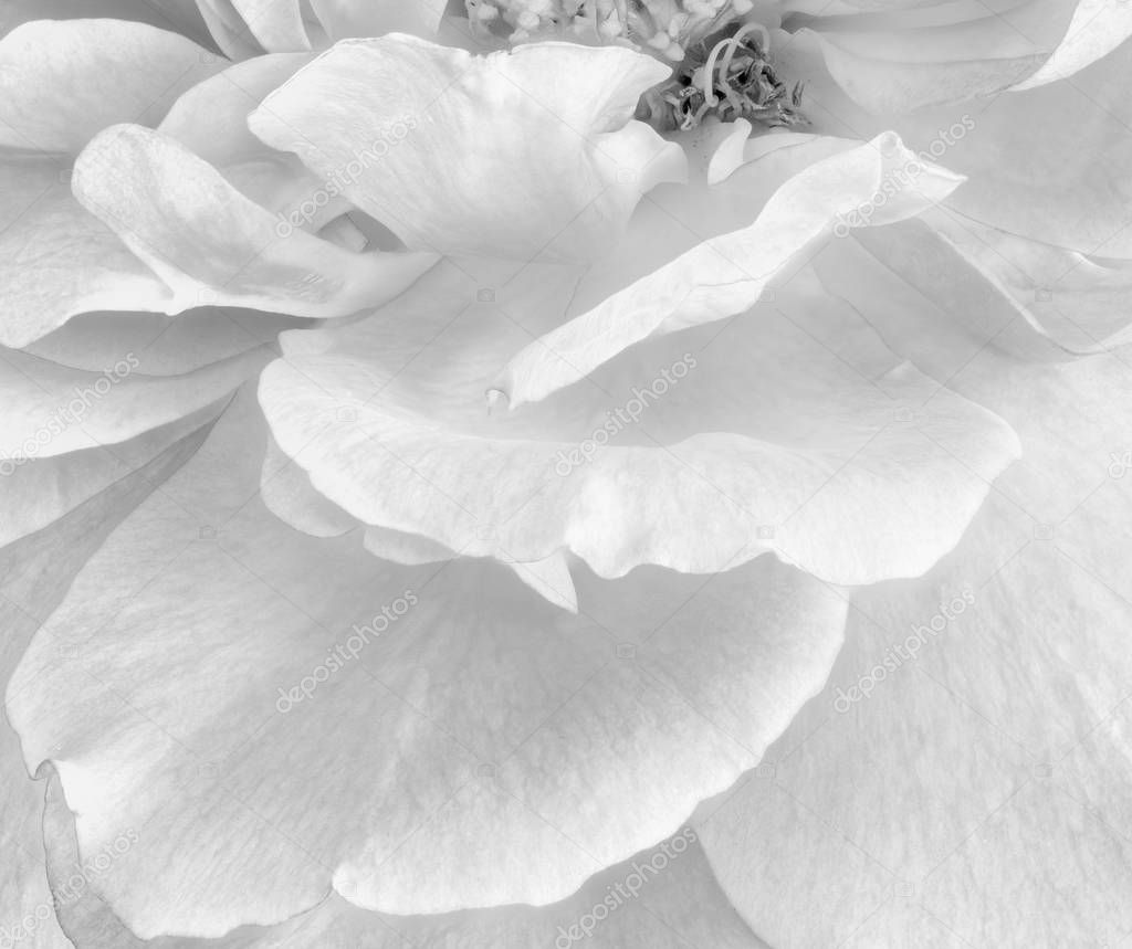 Monochrome black and white fine art still life bright floral macro flower image of rose petals with detailed texture