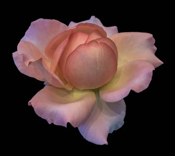パステル カラー美術静物明るい花マクロ花単一分離オレンジ ピンク黄色バラの花 黒の背景 詳細なテクスチャ ビンテージ絵画風の画像 — ストック写真