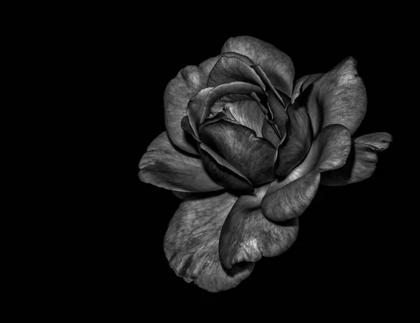 Low key black and white monochrome dark fine art still life  floral macro of a single isolated rose blossom, black background,detailed texture,vintage painting style