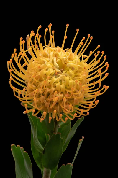 Top Makro Żółtym Leucospermum Poduszkowate Kwitnąć Czarnym Tle Surrealistyczny Kwiatowy — Zdjęcie stockowe