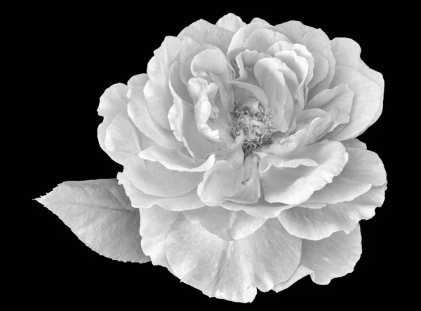 Monochrome Noir Blanc Beaux Arts Nature Morte Lumineux Floral Macro — Photo