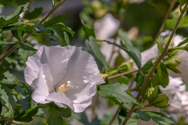 Color Aire Libre Floral Natural Imagen Cerca Una Flor Hibisco — Foto de Stock