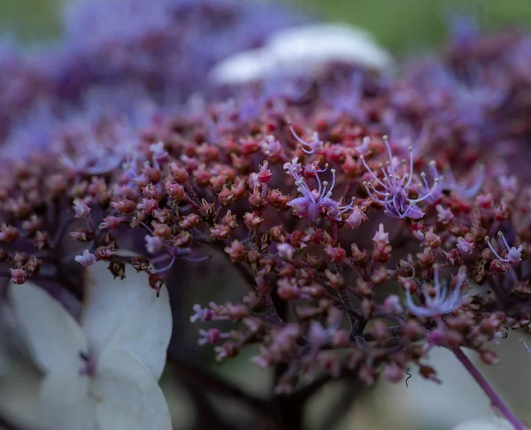 Колір Відкритого Квіткового Макросу Внутрішньої Частини Квітучої Фіолетової Білої Гортензії — стокове фото
