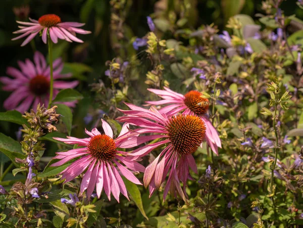 Bellas Artes Bodegón Macro Floral Aire Libre Una Flor Coneflower — Foto de Stock