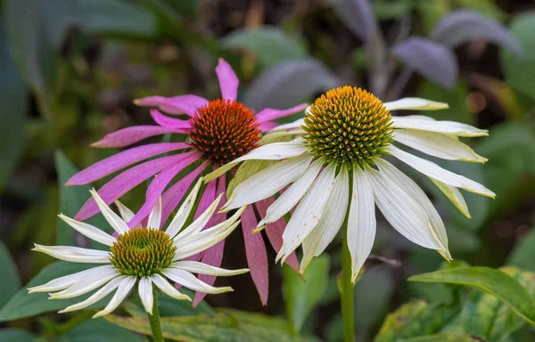 Přirozené Venkovní Květinové Makro Dokořán Bílá Žlutá Zelená Třapatka Echinacea — Stock fotografie