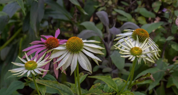 Természetes Szabadtéri Virágos Makró Tárva Nyitva Fehér Sárga Rózsaszín Coneflower — Stock Fotó