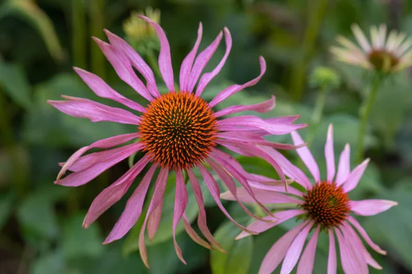 Bellas Artes Bodegón Macro Floral Aire Libre Una Flor Coneflujo — Foto de Stock