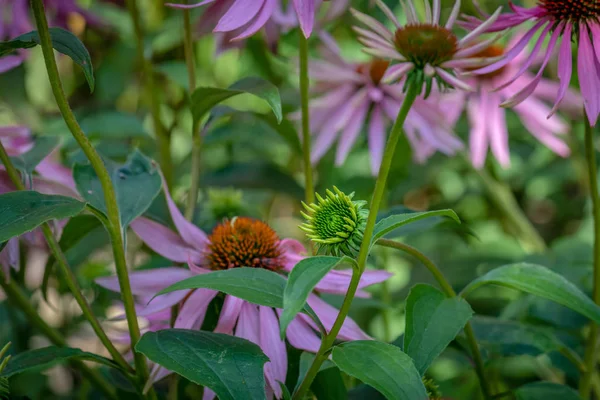 Bellas Artes Bodegón Macros Florales Aire Libre Una Sola Flor — Foto de Stock