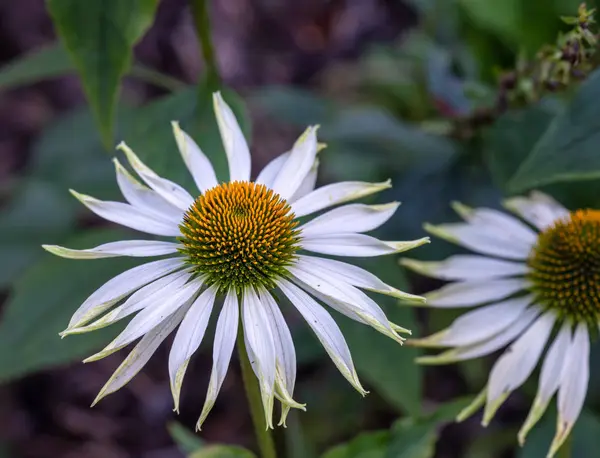 Příroda Venkovní Květinové Makro Dokořán Bílé Žluté Třapatky Echinacea Květ — Stock fotografie