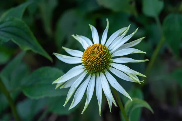 Természet Szabadtéri Virágos Makrót Egy Nyitott Fehér Sárga Coneflower Echinacea — Stock Fotó