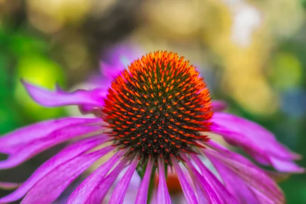 Bellas Artes Bodegones Macro Surrealista Aire Libre Una Sola Flor —  Fotos de Stock