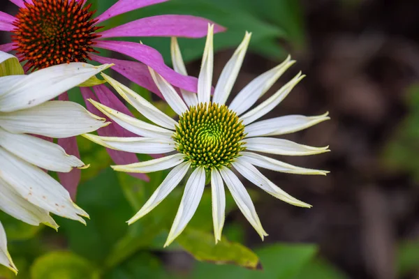 Macro Floral Aire Libre Naturaleza Una Flor Coneflower Echinacea Verde — Foto de Stock