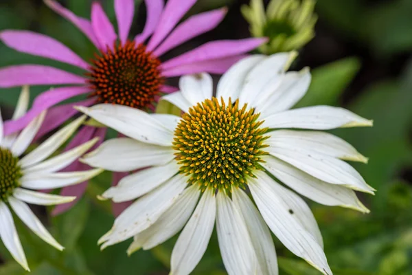 Macro Floral Aire Libre Naturaleza Una Flor Coneflower Echinacea Amarillo — Foto de Stock