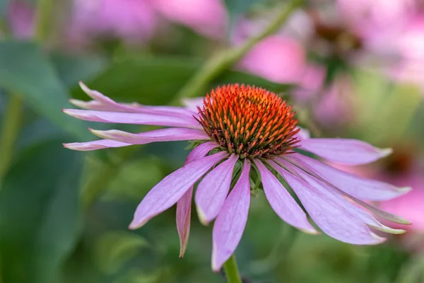 Belas Artes Ainda Vida Livre Floral Macro Amplo Aberto Único — Fotografia de Stock