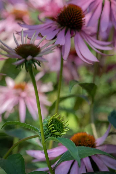 Bellas Artes Naturaleza Muerta Macro Floral Aire Libre Una Flor — Foto de Stock