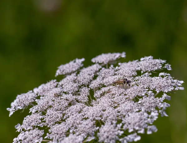 Колір Зовнішньої Природи Макрос Білої Дикої Моркви Квітки Марихуани Цвіте — стокове фото