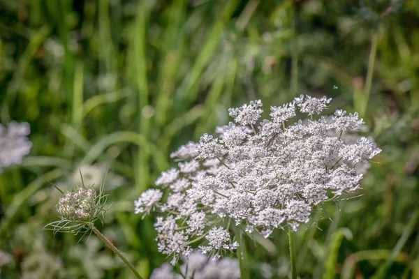 Color Naturaleza Aire Libre Macro Par Flores Zanahoria Salvaje Blanca —  Fotos de Stock