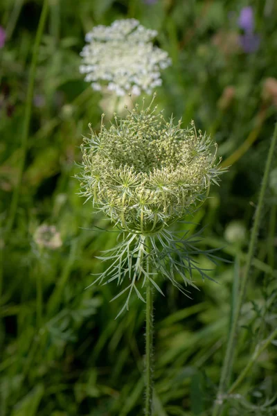 Kleur Buiten Natuur Macro Van Een Groene Wilde Wortel Daucus — Stockfoto